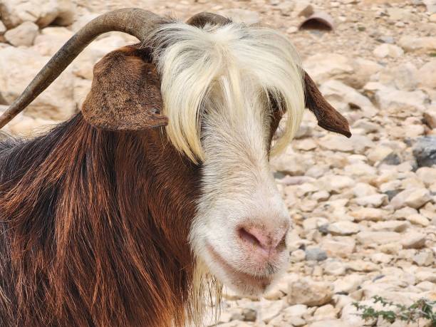 istock Goat in Muscat 1487684315