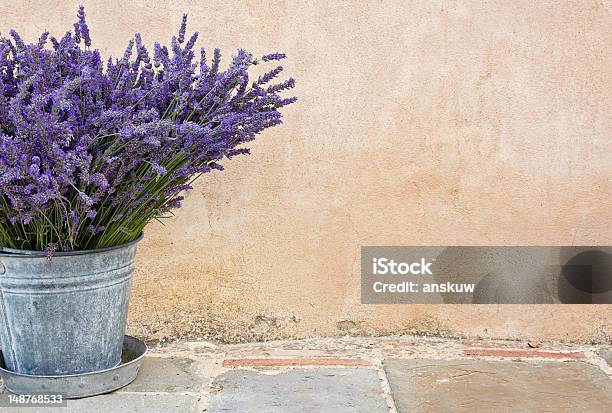 Bouquet Of Lavender In A Metal Bucket Stock Photo - Download Image Now - Lavender - Plant, Flower Pot, Lavender Color