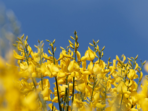 detalle de una flor de ginestra en un prado photo