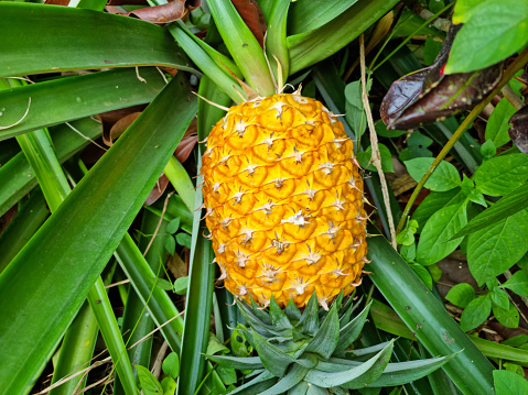 Golden yellow Pineapple fruit on the plantation farm, Chanthaburi, Thailand