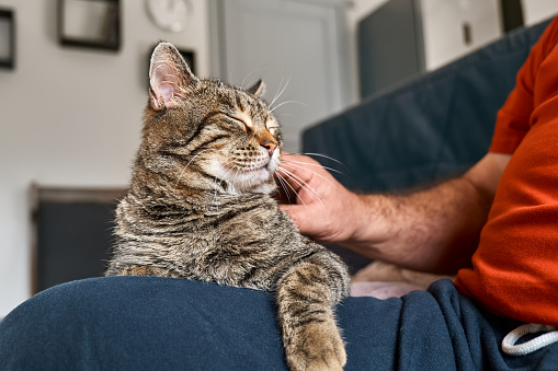 Man hugging cute tabby cat in indoor scene. Human-animal relationships. Funny home pet. Homeless pets. Pets care. Funny home pet. Cat day. Adopted pet.