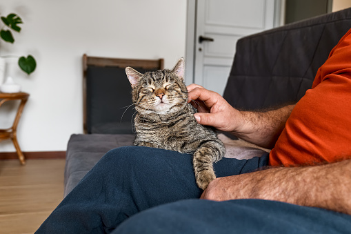 Man hugging cute tabby cat in indoor scene. Human-animal relationships. Funny home pet. Homeless pets. Pets care. Funny home pet. Cat day. Adopted pet.