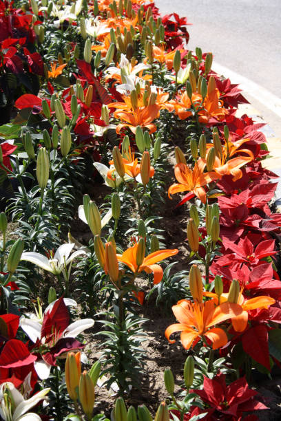 다양한 색상의 하이브리드 아시아 백합 (lilium auratum) : (pix sanjiv shukla) - asiatic lily 뉴스 사진 이미지