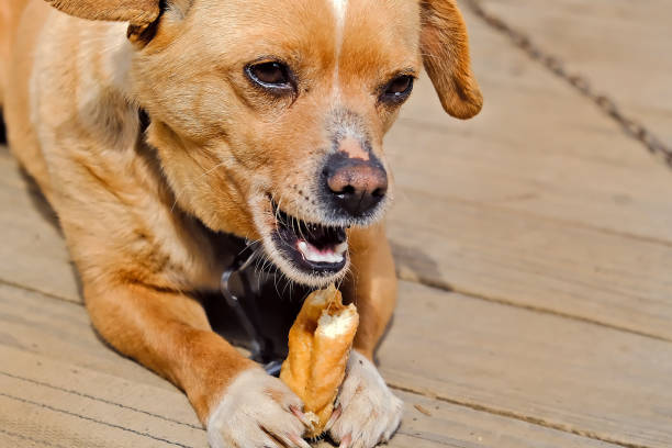 istock A small red puppy on a chain eats a pie on a wooden flooring close-up. 1487687170