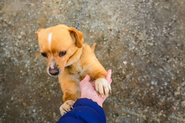 istock A sad little puppy sitting on a chain and a human hand. 1487687192