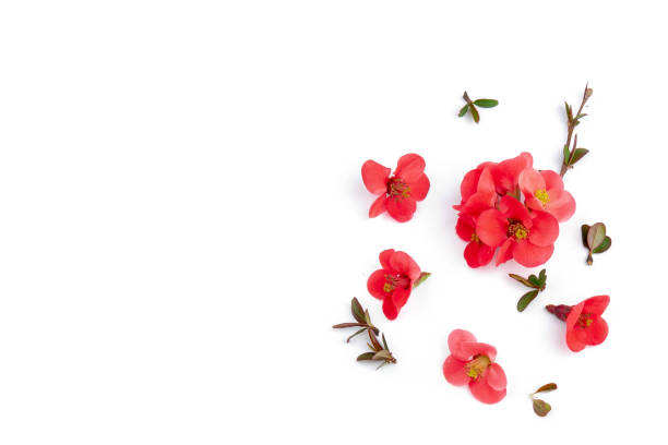 istock Japanese Quince (Chaenomeles japonica) in bloom on white background. 1487687225