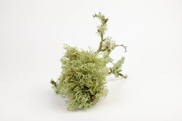 istock Cetraria islandica (iceland moss) isolated on white background 1487687286