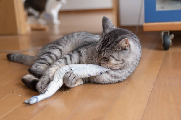 istock A cat playing with a stuffed animal Sabatora cat 1487687404