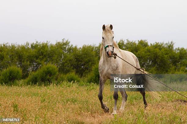 Antigo Cavalo Branco - Fotografias de stock e mais imagens de Cavalo - Família do Cavalo - Cavalo - Família do Cavalo, Magro, Abandonado