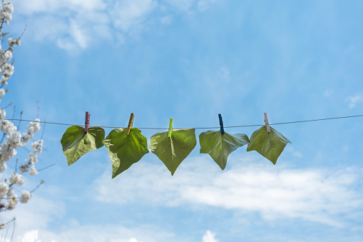 ivy leaves hanging on a rope with clothespin and blue sky in the back. Selective Focus Leaves