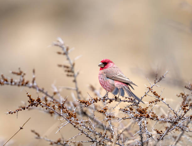 istock Great rose Finch 1487688395