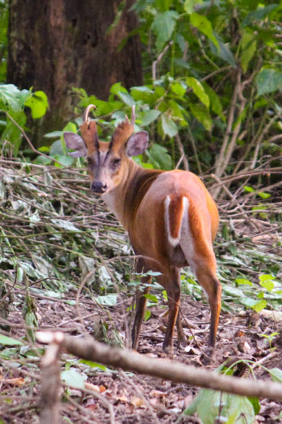 istock Barking deer at Tadoba Tiger Reserve 1487688684