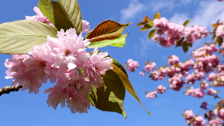 Blooming Cherry tree flowers