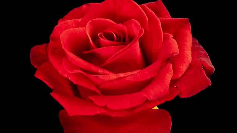 Beautiful red Rose Flower background. Blooming rose flower open, time lapse, close-up. Wedding backdrop, Valentine's Day, holiday, love, birthday design concept. Top view