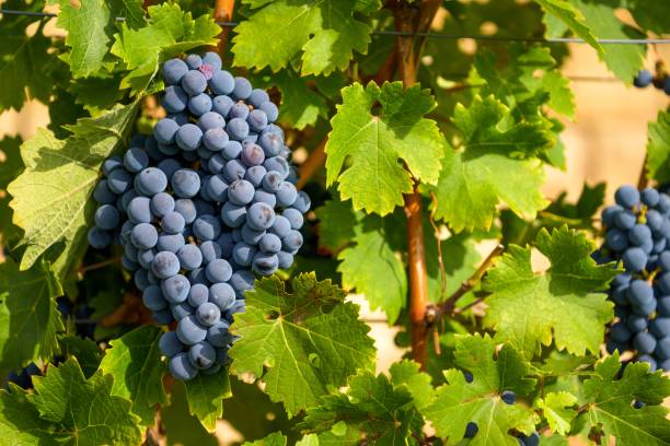 istock Grapes and vine leaves on vine in evening light 1487691176