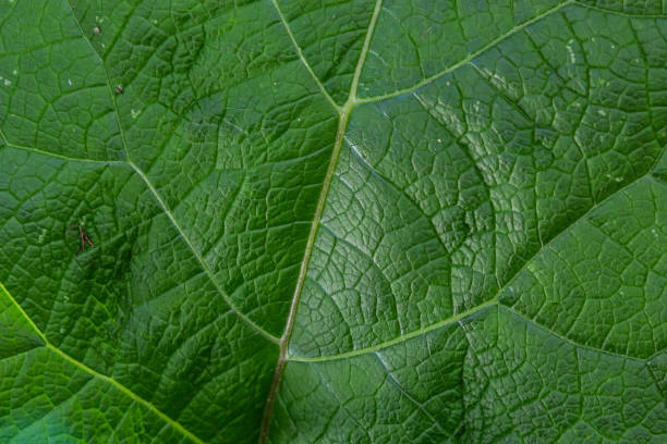 istock Abstract green leaves texture for background. Natural environment, ecological concept 1487692873