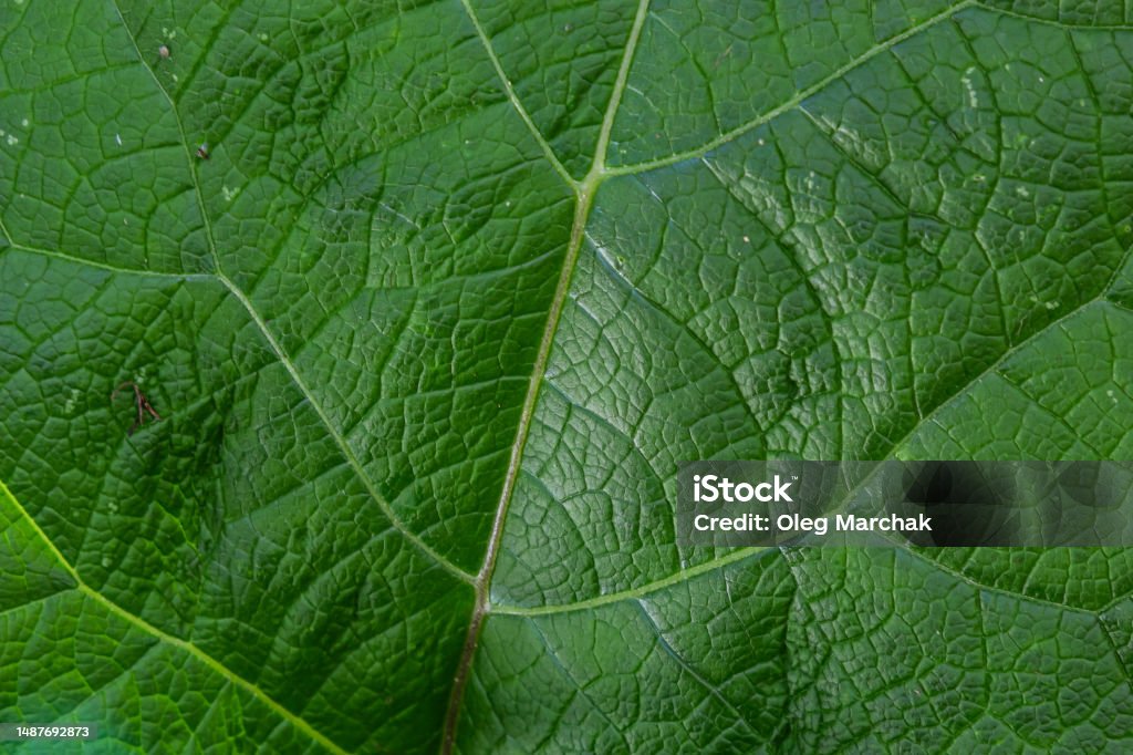 Green Environment Texture Abstract Green Leaves Texture For Background Natural Environment ...