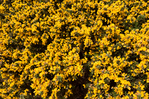 On a white isolated background, fresh yellow inflorescences of evening primrose flower close-up.