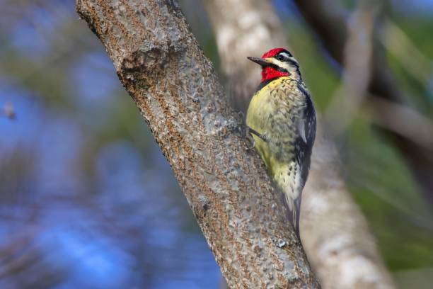 A yellow-bellied sapsucker perched atop a tree branch in a lush outdoor environment.