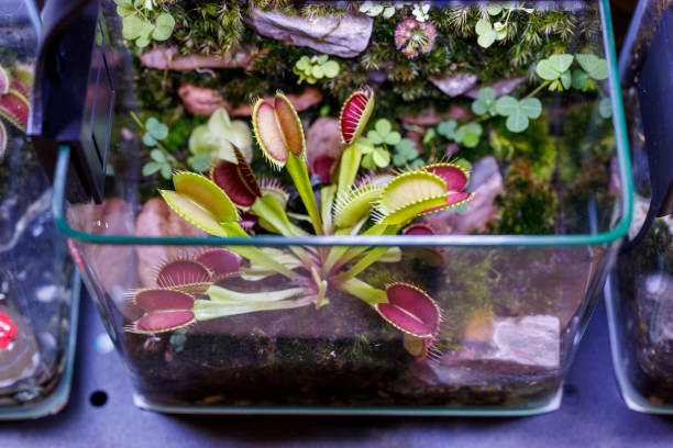 istock Terrarium plant under electric lamp close up 1487695296