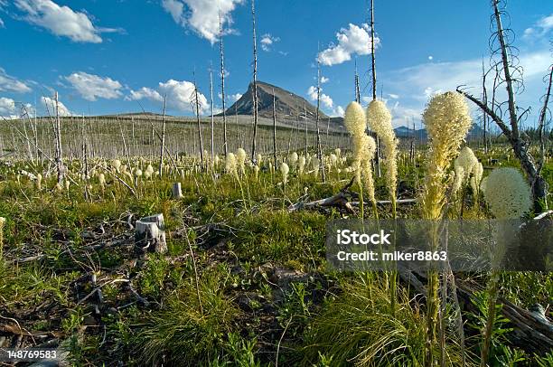 Bear Grass On Continental Divide Stock Photo - Download Image Now - Beargrass, Continental Divide, High Country