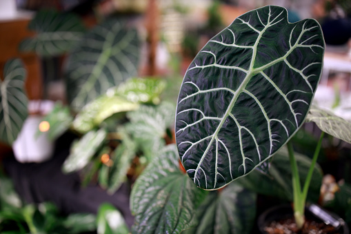 These plants, also known as Watson's Elephant Ear, are showcased for their attractive features. The display may include potted specimens of Alocasia watsoniana, with their large arrowhead-shaped leaves and prominent veins. The dark green foliage adds a touch of tropical elegance to the display. These potted plants are likely to be arranged in an organized and aesthetically pleasing manner, allowing customers to appreciate and choose from the available Alocasia watsoniana specimens for purchase or further cultivation.