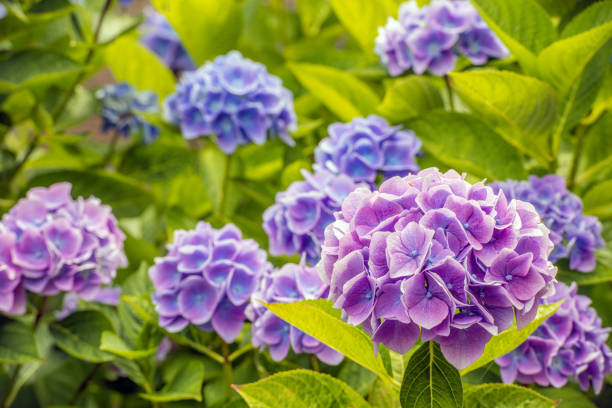 istock Violet and blue flowering Hydrangea macrophylla plant from close 1487696578