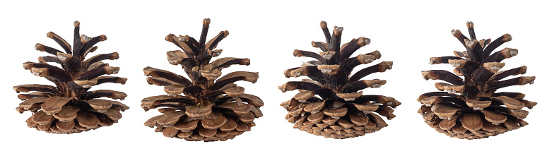 Collection of dry pine cones isolated on white background.