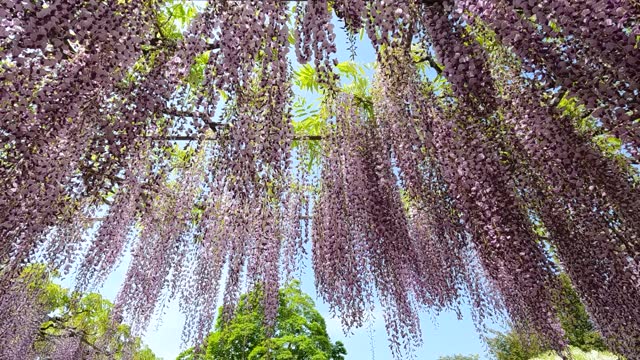 Beautiful purple wisteria flowers, Slow motion