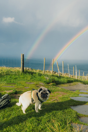 Portrait of cute canine animal - pug breed admiring the hiking trip on scenic island with ocean view on Runde, Western Norway