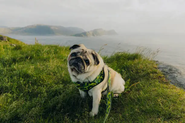 Photo of Happy dog contemplating summer journey in Norway