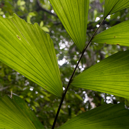 Foliage and leaves in the rainforest of the Upper Amazon  near the  Pastasa River , Ecuador,  South America