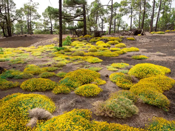 Yellow flowers lydia genista in Teide national park in Tenerife Canary islands