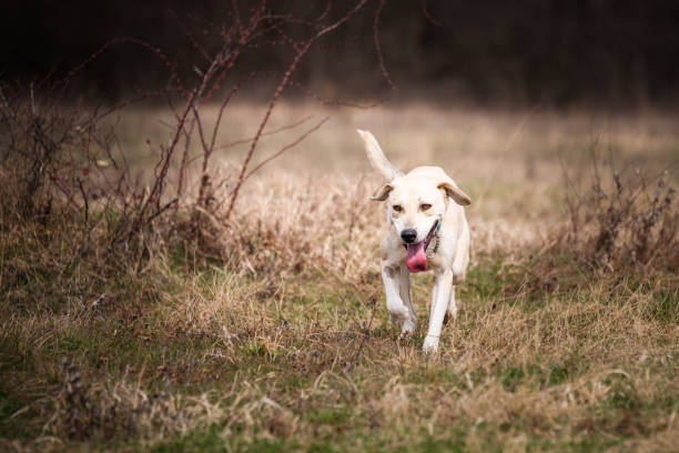 istock Rescued dog in the field 1487700499