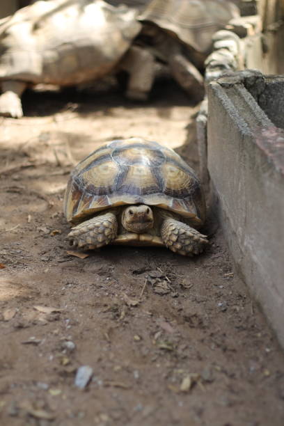istock African Sulcata Tortoise Natural Habitat 1487700518