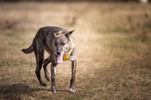 istock Rescued dog in the field 1487700905