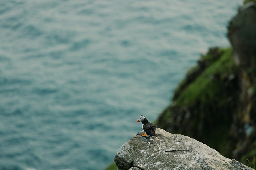 View of cute puffin bird on the green cliffs of the island on Western Norway, Scandinavia