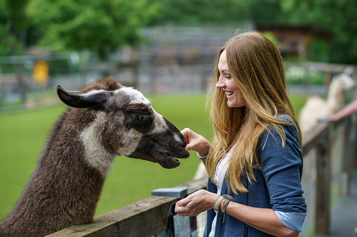 Young european woman feeding fluffy furry alpacas lama. Happy excited adult feeds guanaco in a wildlife park. Family leisure and activity for vacations or weekend.