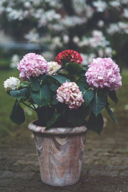rosa hortensie blüht in voller blüte im tontopf in einem garten. hortensienbüsche blühen an sonnigen tagen. blühende hortensienpflanze. blühende blumen im frühling - romrodinka stock-fotos und bilder