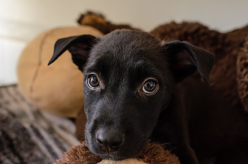 Refugio de Animales de Rescate para Adopción de Cachorros photo