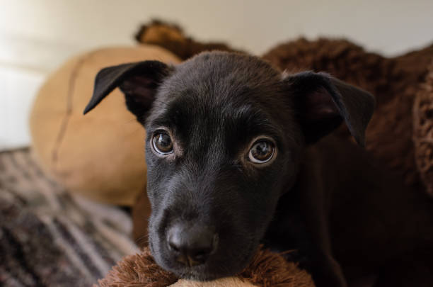 Puppy Dog Adoption Rescue Animal Shelter stock photo