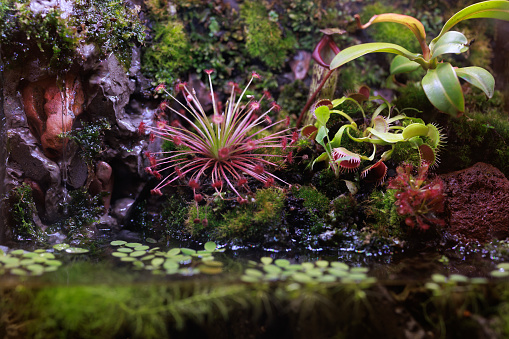 A terrarium is a tightly closed, clear glass or plastic container filled with small plants. Terrariums are most useful for small plants that do not adapt well to normal home atmospheres.