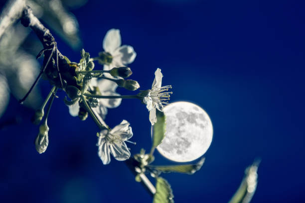 Blooming cherry branch on the foreground and defocused full moon on the background on May evening