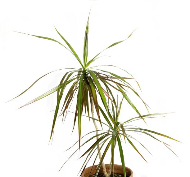 istock DDracaena marginata on isolated white background 1487703674