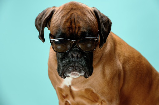 Portrait of dog wearing sunglasses.