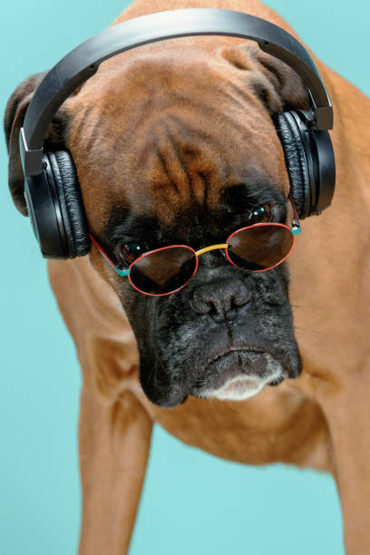 retrato de perro con gafas de sol y auriculares - pampered pets audio fotografías e imágenes de stock