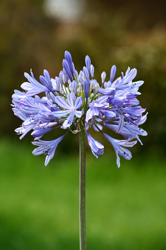 A beautiful African lily in the garden