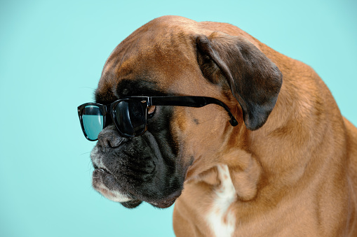 Portrait of dog wearing sunglasses.