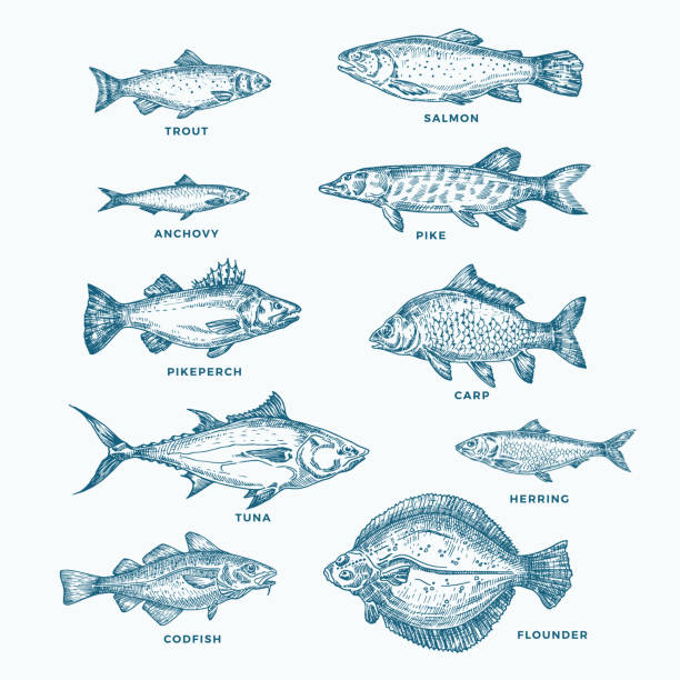 手描きの海または海と川の10匹の魚セット。サーモンとマグロ、またはパイクとカタクチイワシ、ニシン、マス、コイのスケッチシルエットのコレクション。 - tuna fish silhouette saltwater fish点のイラスト素材／クリップアート素材／マンガ素材／アイコン素材