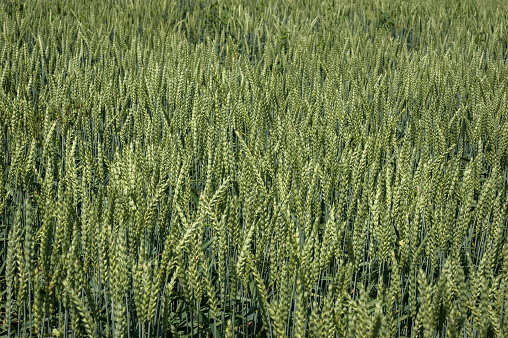 green ear of wheat ripening in the field, top view